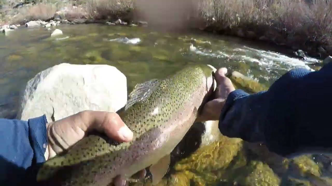 Big Rainbow Ends a Long Struggle (Classic WwA Patreon Dec. 2023)