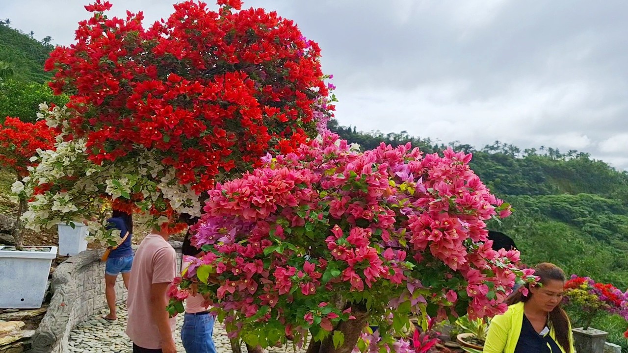 AMAZING AND INSTAGRAMABLE HIGHLAND GARDEN WITH NATURE  VIEWS 