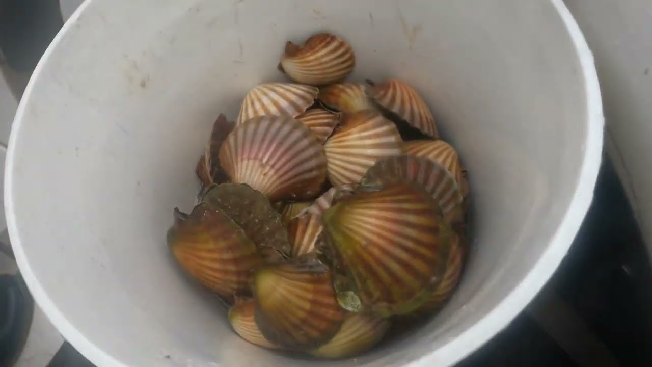 Port Phillip Bay Scallop Diving - 3 June 2022