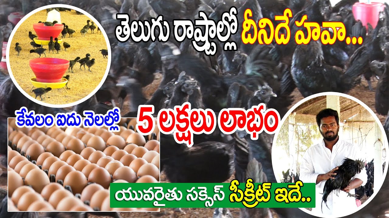 ఇక్కడ తక్కువ ధరలో కడకనాథ్ కోళ్లు #KadaknathFarming as SelfEmployment|HighProteinChicken|Anil Farmer