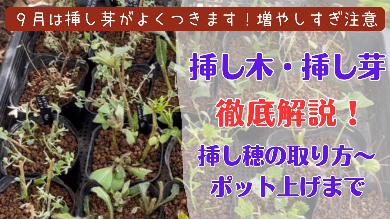《挿し木・挿し芽の基本》挿し穂の取り方～ポット上げまでを徹底解説！／成功率アップのポイント／宿根草増やすなら今！