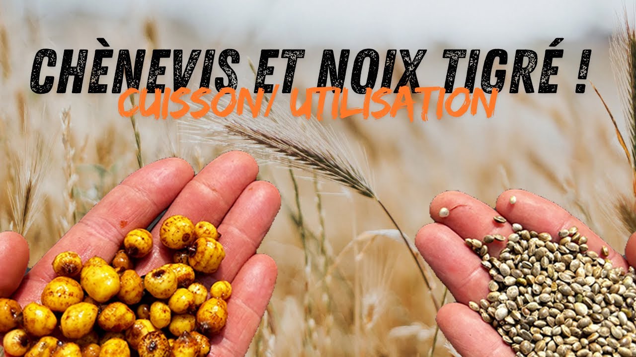 Tiger et chènevis !! Cuisson et utilisation pour DEBUTANT // Batterie de 1300€ à GAGNER !!!