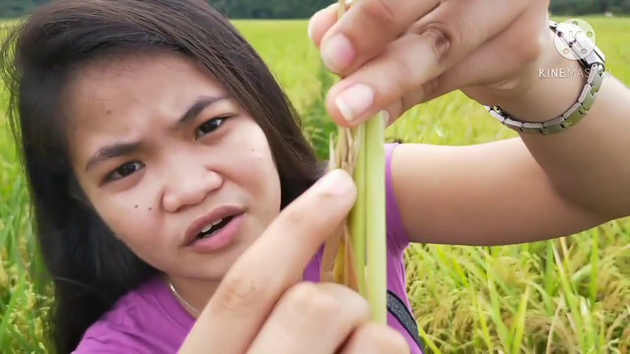 Morphology of a rice plant