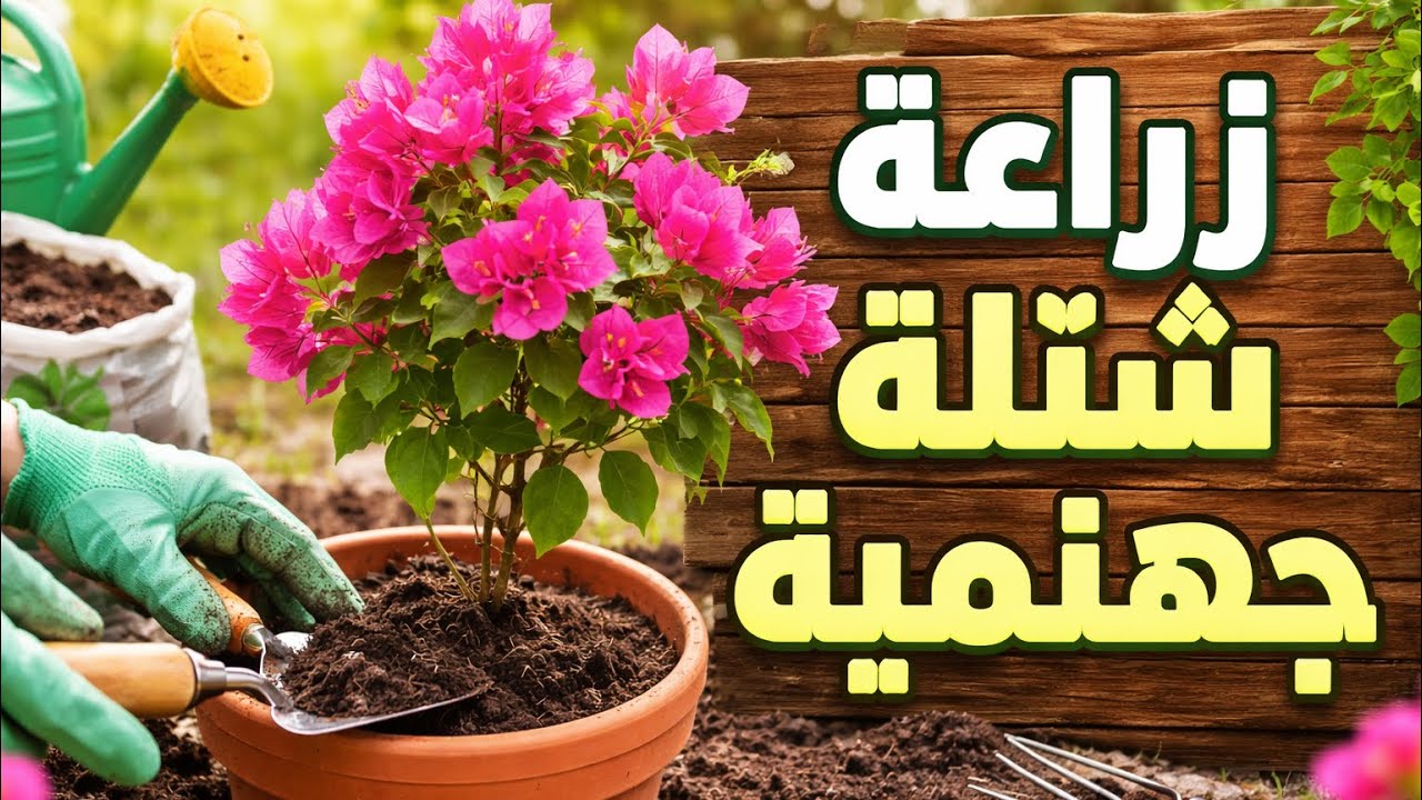 افضل طريقة لزراعة الجهنميه ( المجنونة ) 