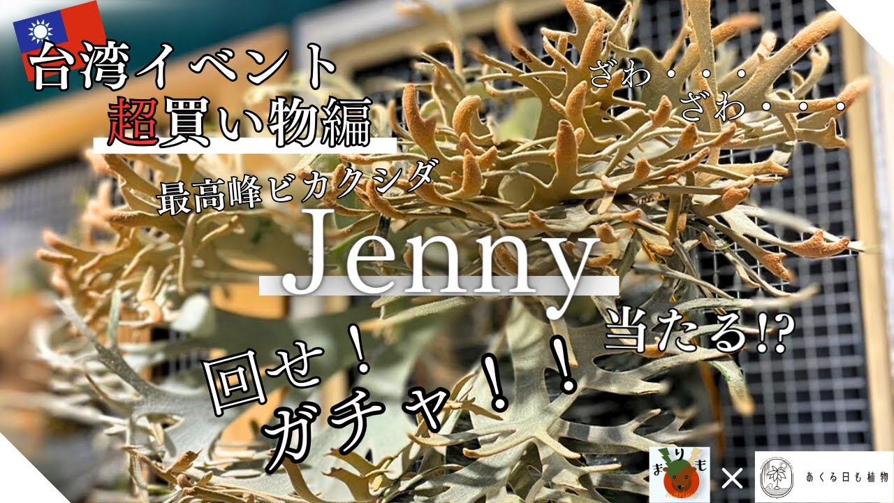 台湾植物イベント「超買い物編」まさかJennyが…？なんでもあるイベント会場で我らが手にした株は？