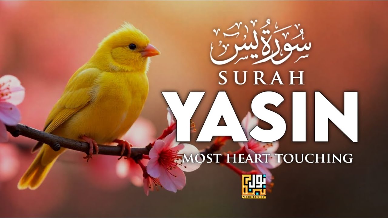 Surah Yaseen (سورة يس) Heart Soothing Quran Recitation By Ismail An Noure┇ Noor Pulse Tv