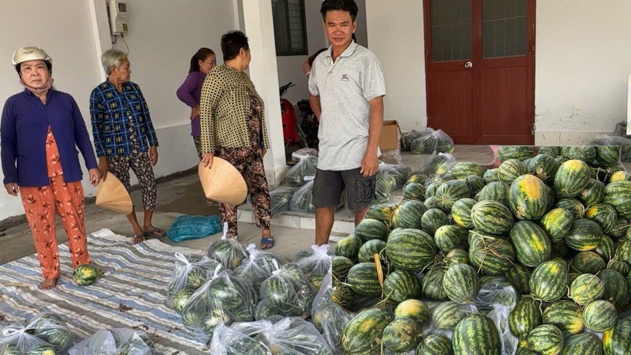 Được Chị Bên Mỹ Mua Hết Số Dưa Tặng Anh Em Và Bà Con /Hương Trúc Miệt Vườn 
