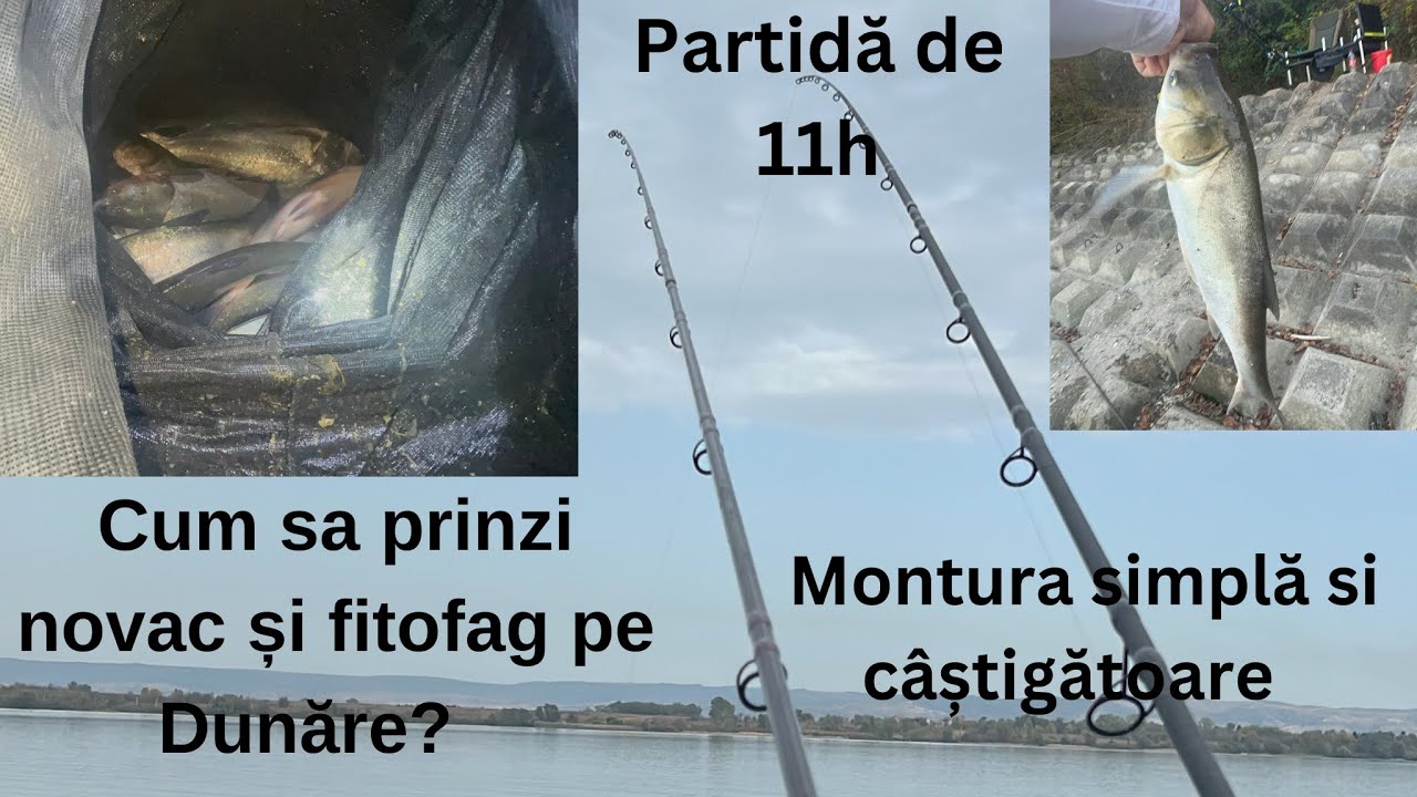 Pescuit la NOVAC și FITOFAG pe DUNĂRE!! Montura cu momitor foarte simplă și foarte eficientă💪🏻