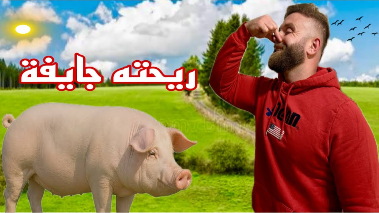 جمال وحقيقة الريف البلجيكي 🇧🇪❤️