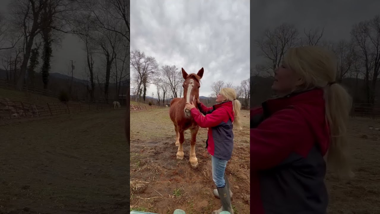My rescued draft horse plays with me! Abused Belgian draft horse is learning to love life!