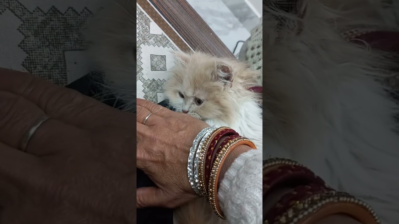 #Viral video 🐈 Cat 🐈 