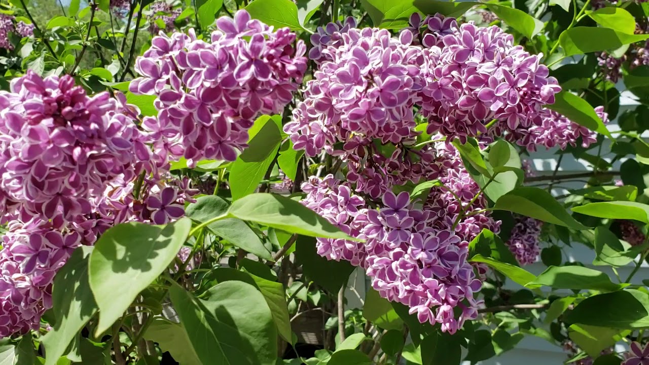 Sensation Lilac