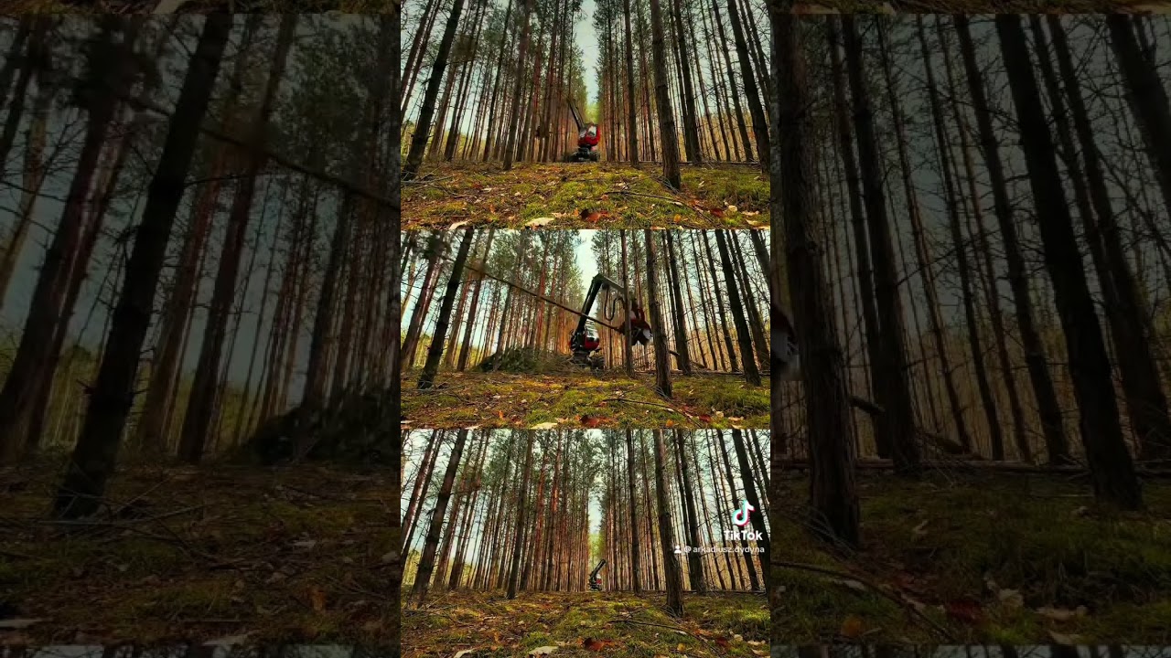 Vlog leśny mowa motywacyjna #pracawlesie #maszynylesne #forestlife