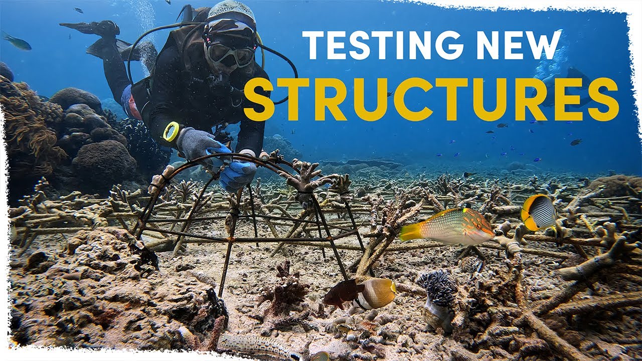 How new structures could improve our Coral restoration | VLOG