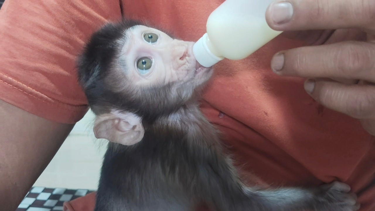 Wow, Boni is so hungry eating porridge and drinking milk