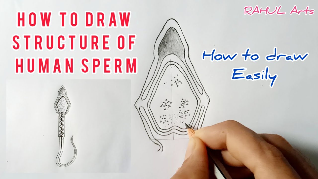 How to draw structure of Human Sperm | cbse 12th Biology | NCERT class 12 | science