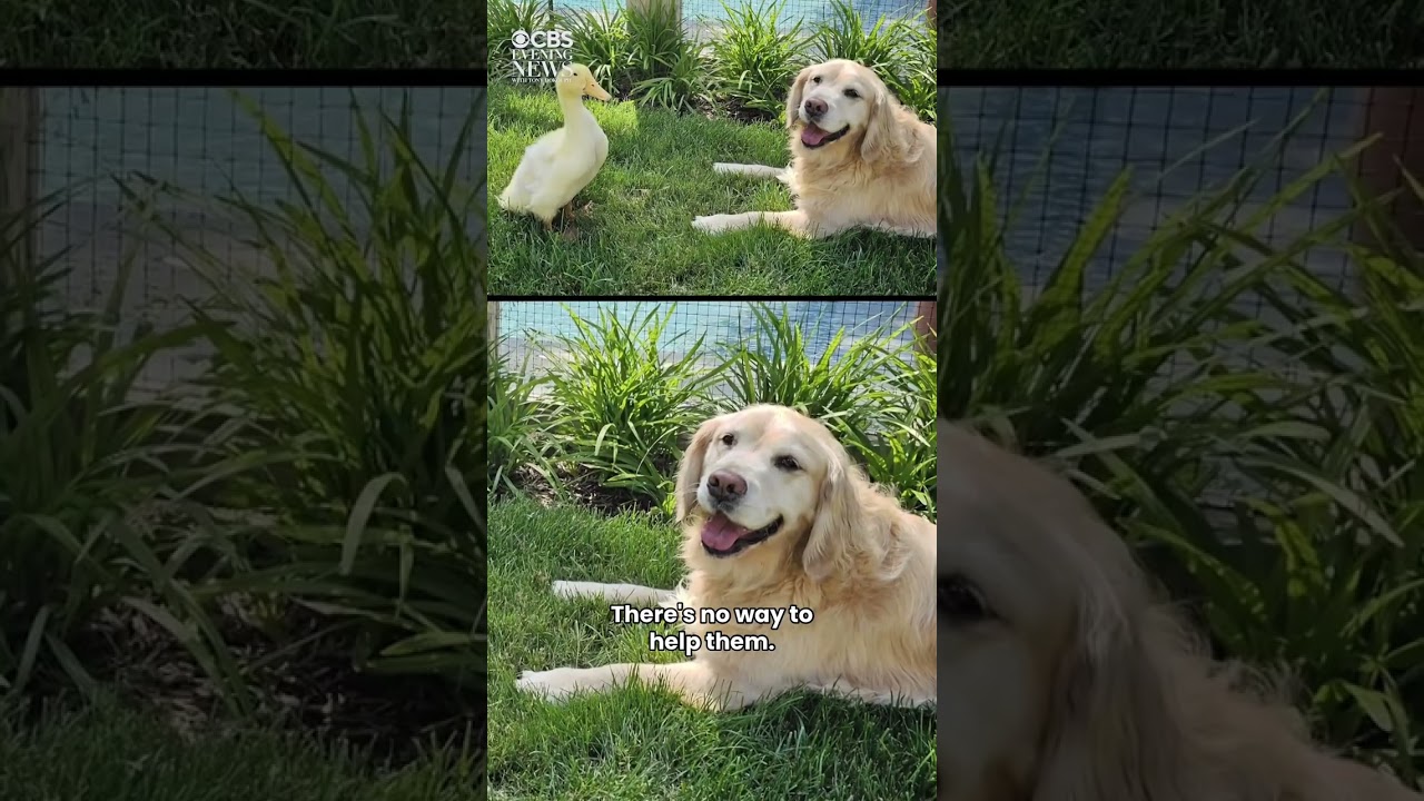 A duck&rsquo;s friendship helps Barley, a golden retriever on medication for her seizures #shorts
