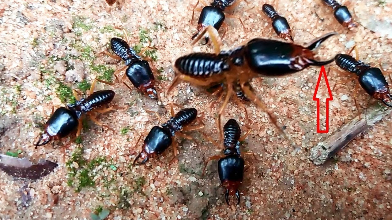 Primitive Soldier Termite Leader_Good Nature Controlling