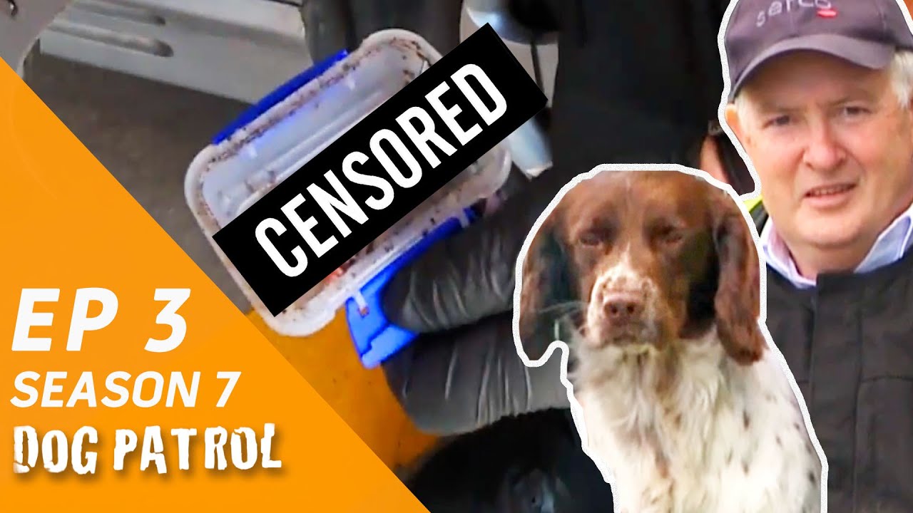 Fearless Sniffer Dog Uncovers Weapons and Ammo in Prison Visitor's Vehicle