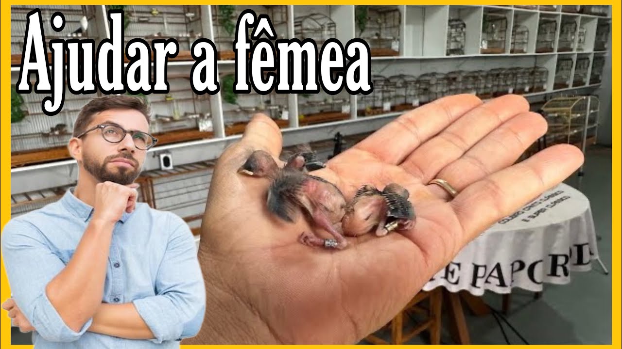 POSSO AJUDAR A FÊMEA TRATAR DOS FILHOTES COLEIRO PAPA-CAPIM