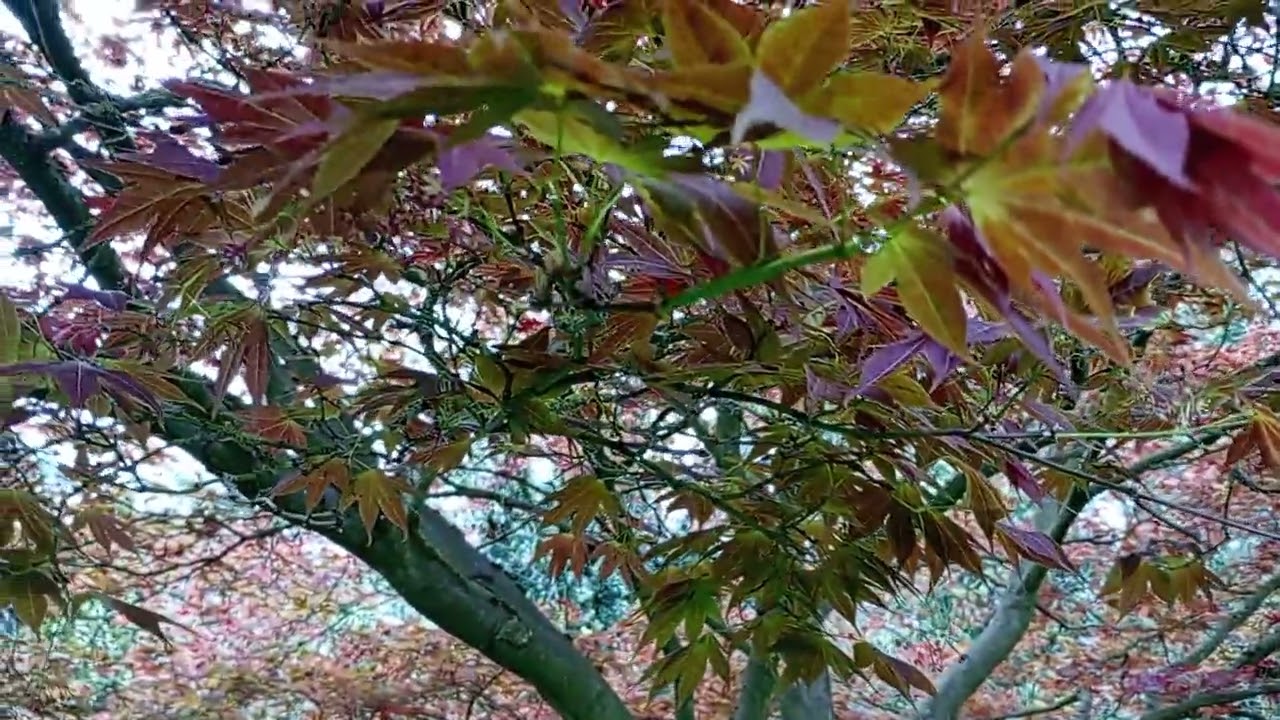 Mature Red Palmatum, Japanese Maple - 21st April 2024