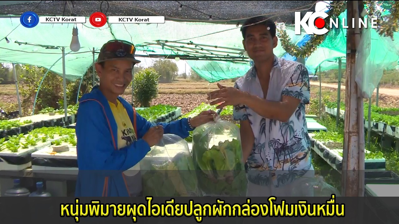 หนุ่มพิมายผุดไอเดียปลูกผักกล่องโฟมเงินหมื่น