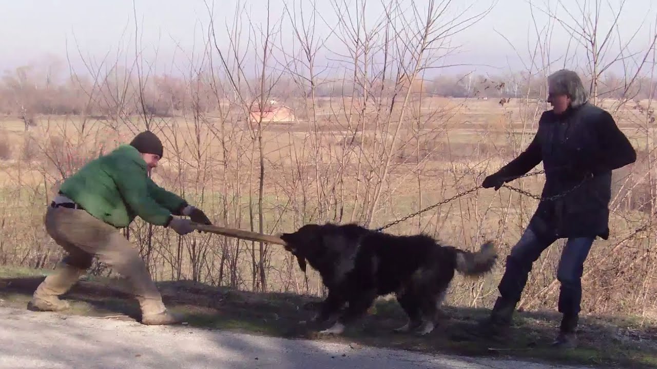 Can These Powerful Dogs Handle the Ultimate Protection Test?