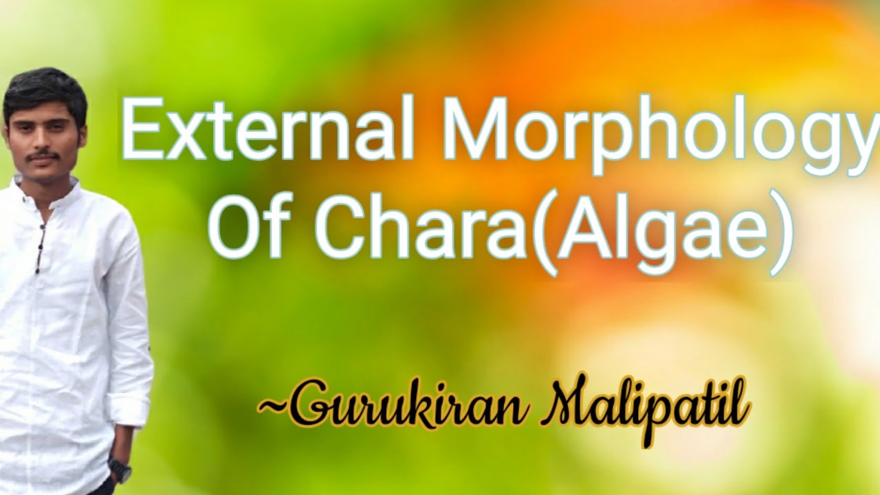 External Morphology Of Chara(Algae)