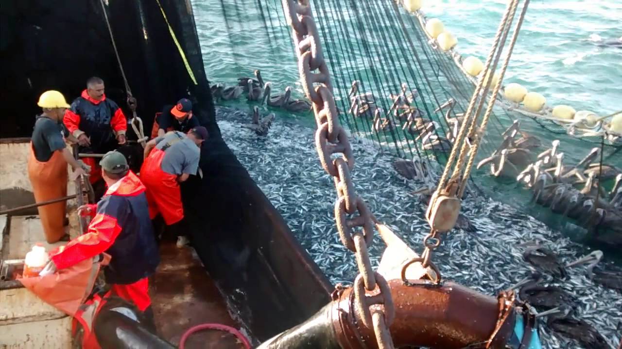 Captura de sardina b/m mon 101 ensenada b.c.