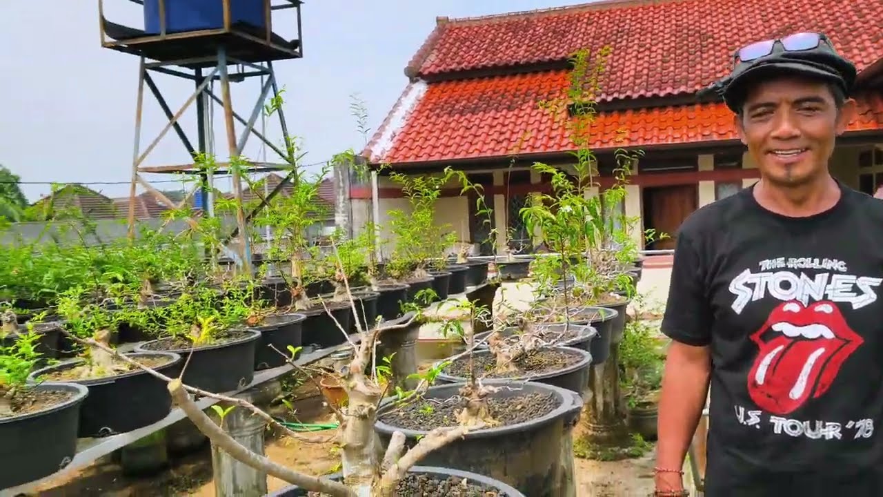 Spesial buat pemula : Rahasia simpel mempercepat pertumbuhan Bonsai ala  Pak Haji!