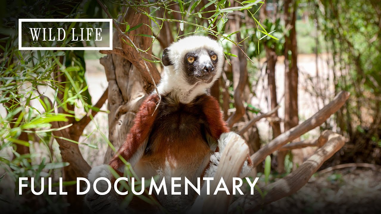 Inside Madagascar&rsquo;s Evolutionary Miracle | Wild Madagascar: Fantastic Creatures | Full Documentary