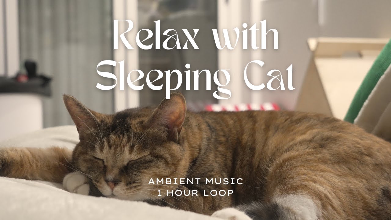 Resting beside a Sleeping Cat | 1 Hour Loop | Ambient Music