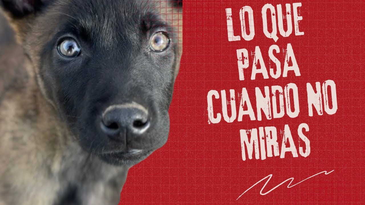 #4 Tu Perro Aprende 24/7… y TÚ No Tienes Ni Idea 😰 Malinois en Acción 🐺❤️‍🔥
