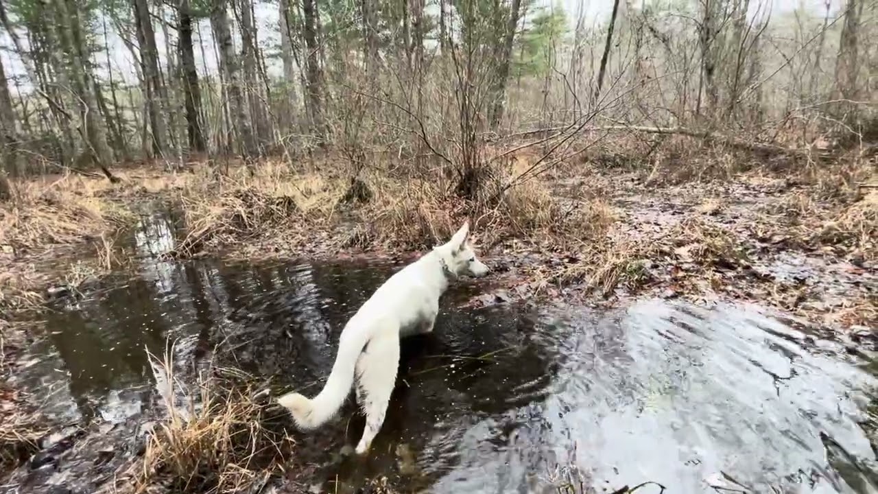 Shepherd playing in the swamp