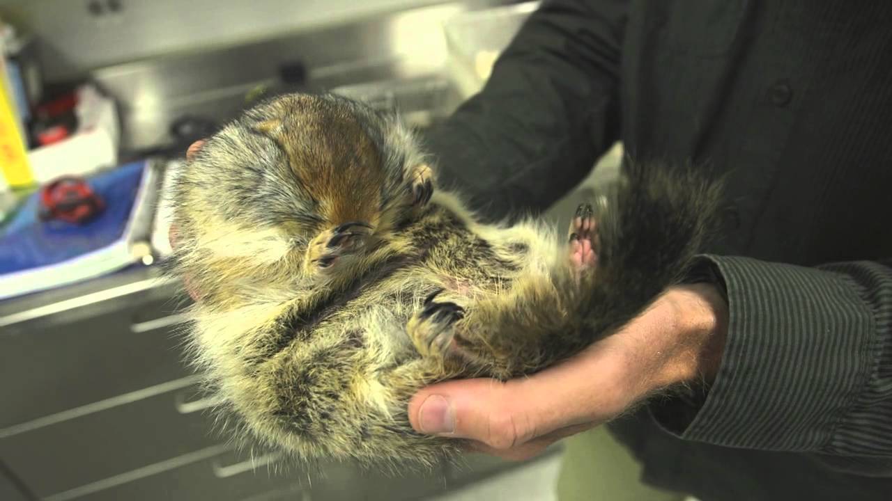 Arctic Ground Squirrel: Perfect Yuppie Pet