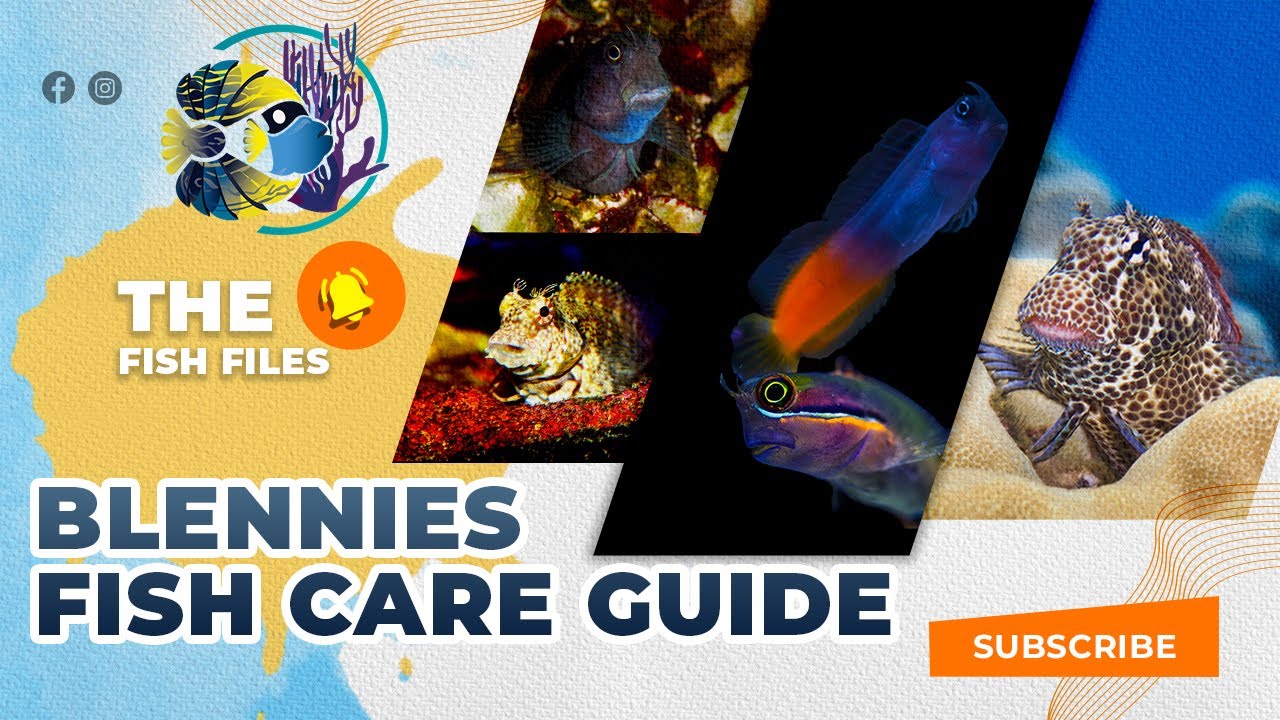 The Fish Files: Blennies Fish Care Guide