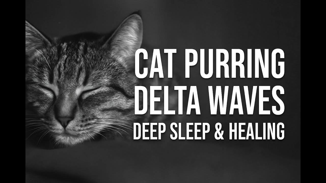Healing Cat Purrs with Delta Waves | Deep Sleep & Relaxation ASMR