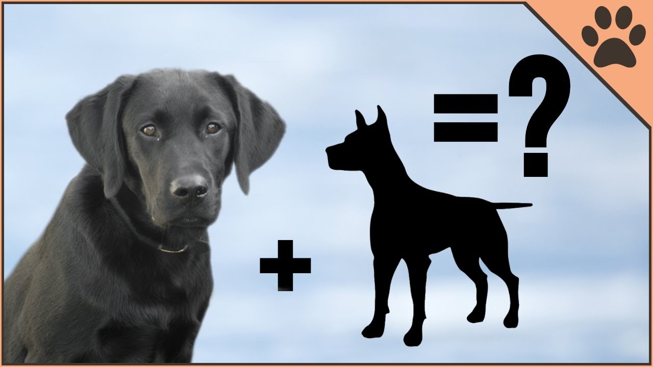 10 Unbelievable Labrador Mix Breeds