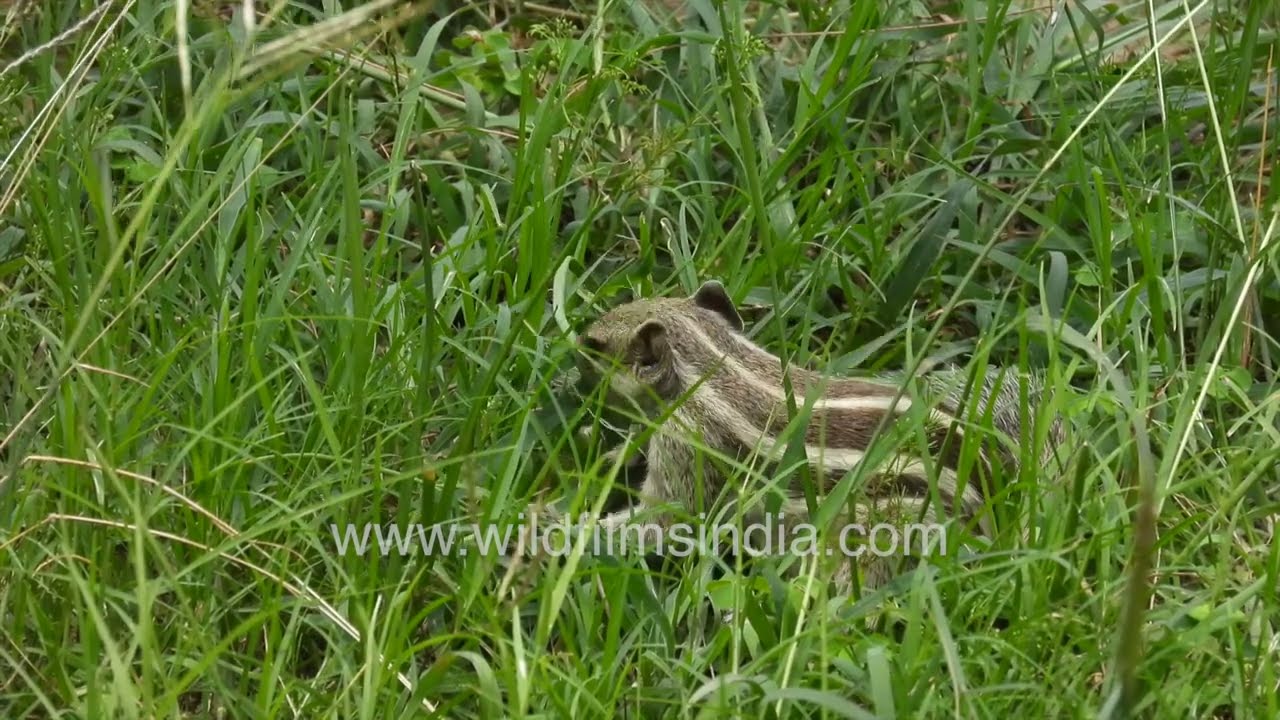 Peaceful Moment of an Indian Palm Squirrel Feeding