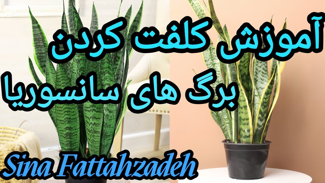 معرفی کود مخصوص سانسوریا 🌱 و یا | کود مناسب سانسوریا