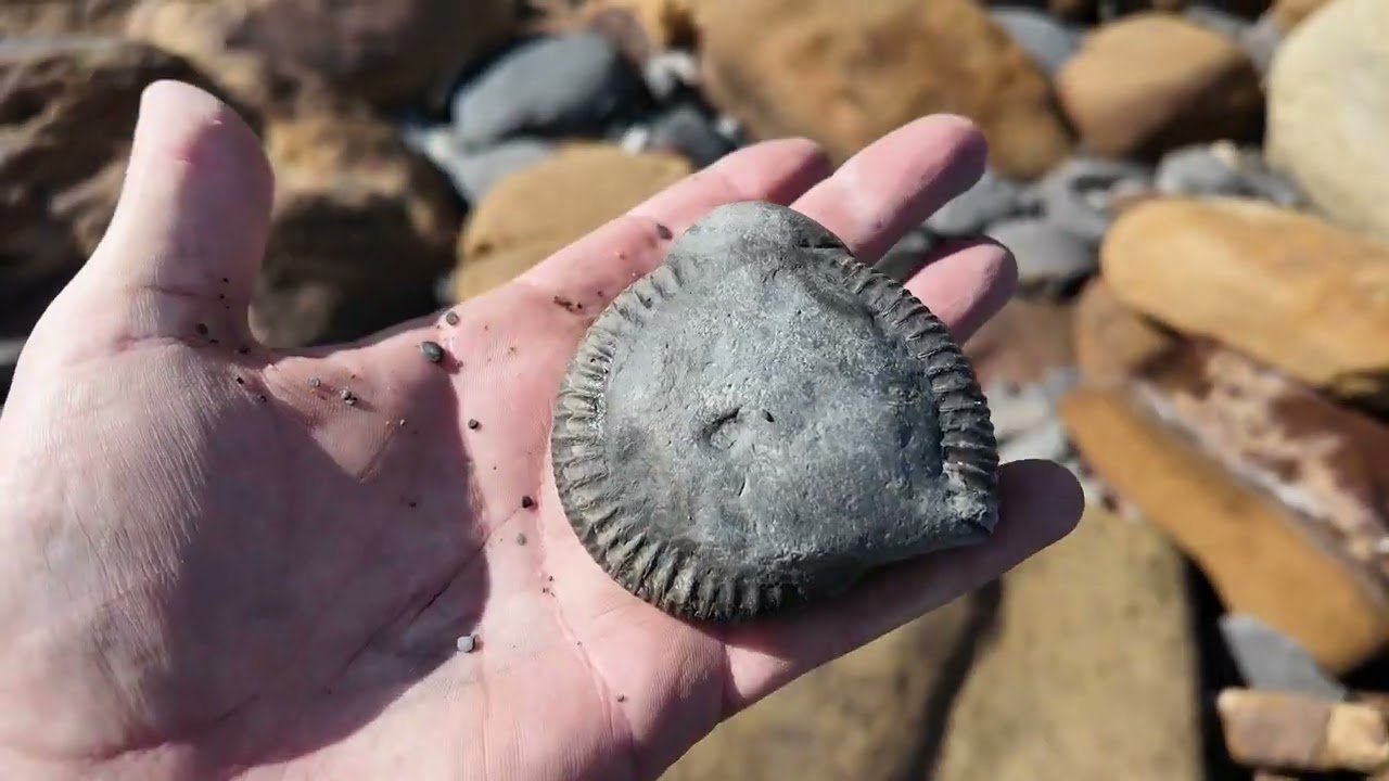 Fossil hunting in Runswick Bay in the sunshine