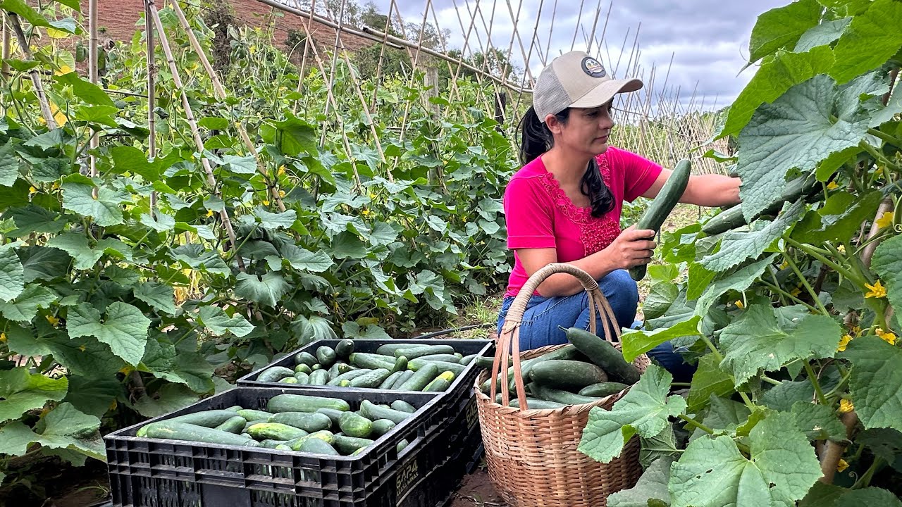 Do plantio à colheita, o passo a passo do cultivo de pepinos incríveis e maravilhosos.