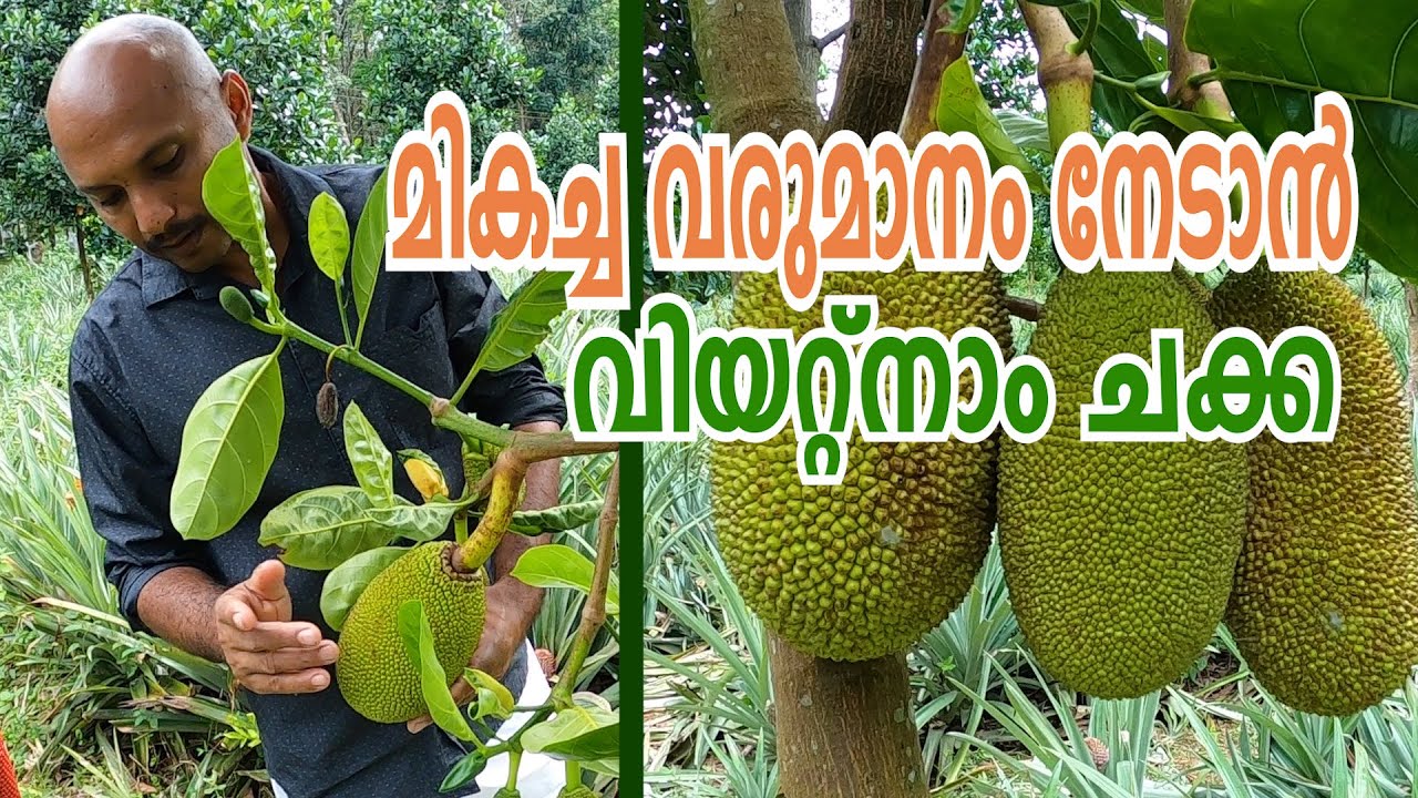 Vietnam Super Early Jack Fruit | വിയറ്റ്നാം സൂപ്പർ ഏർളി ചക്ക വിശേഷങ്ങളുമായി സലേഷ് | Vlog#28