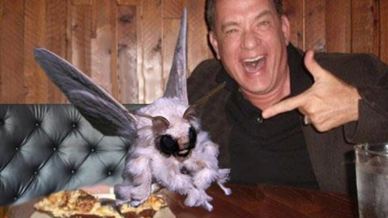 VENEZUELAN POODLE MOTH! (Amazing Animals you probably didn't know existed &ndash; volume 1.)