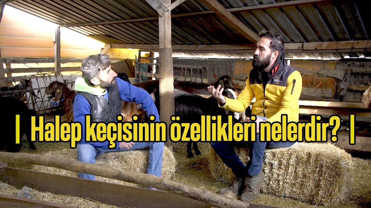 Halep Keçisi Özellikleri - Çobanın Sesi