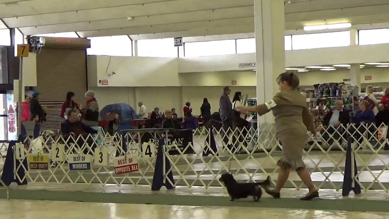 Atlanta Dog Show Saturday #1