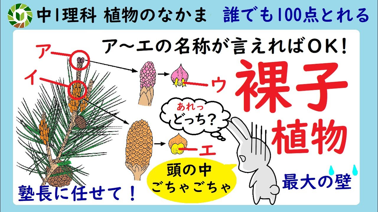 中1理科 一番覚えにくい裸子植物【定期テストで100点をとる！】※編集が下手すぎてすみません。