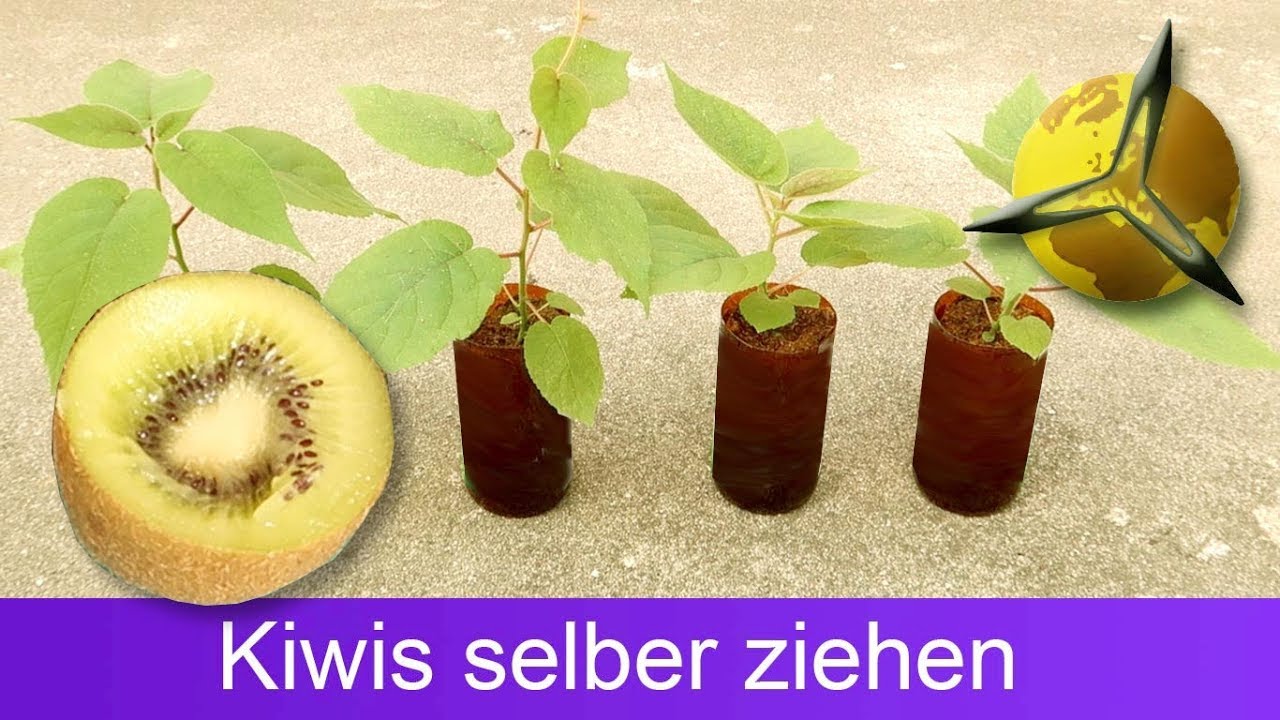 Kiwis aus Samen selber ziehen / pflanzen
