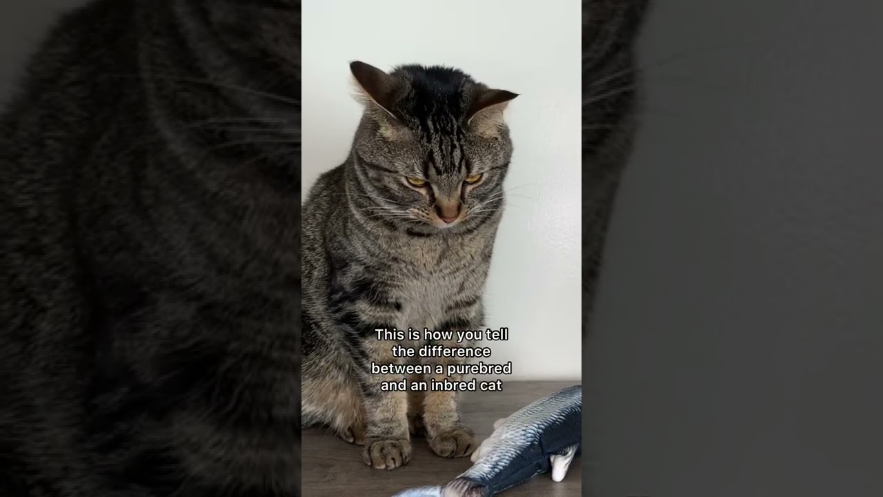 How to tell if your cat is PURE BRED 🤯 #shorts