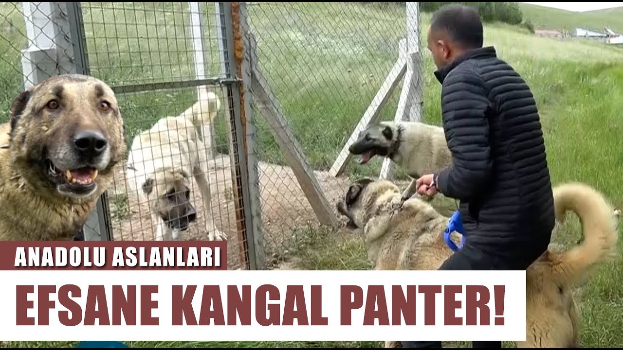 Kangal Panter Ortalığı Bir Anda Karıştırdı! Kangalla Kurt Eşleşti! l Anadolu Aslanları - Barış Çiçek